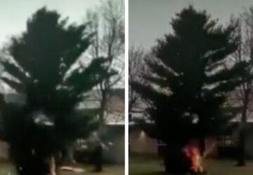 arbre