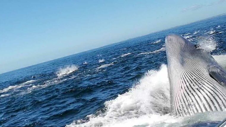 une baleine surgit la gueule ouverte