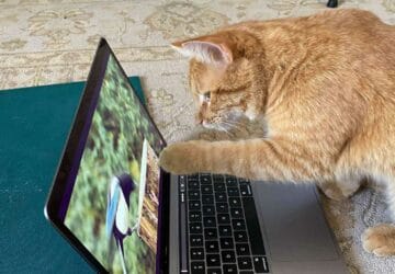 un chat s'invite pour regarder des vidéos d'oiseaux