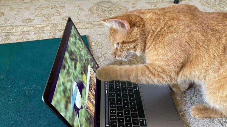 un chat s'invite pour regarder des vidéos d'oiseaux