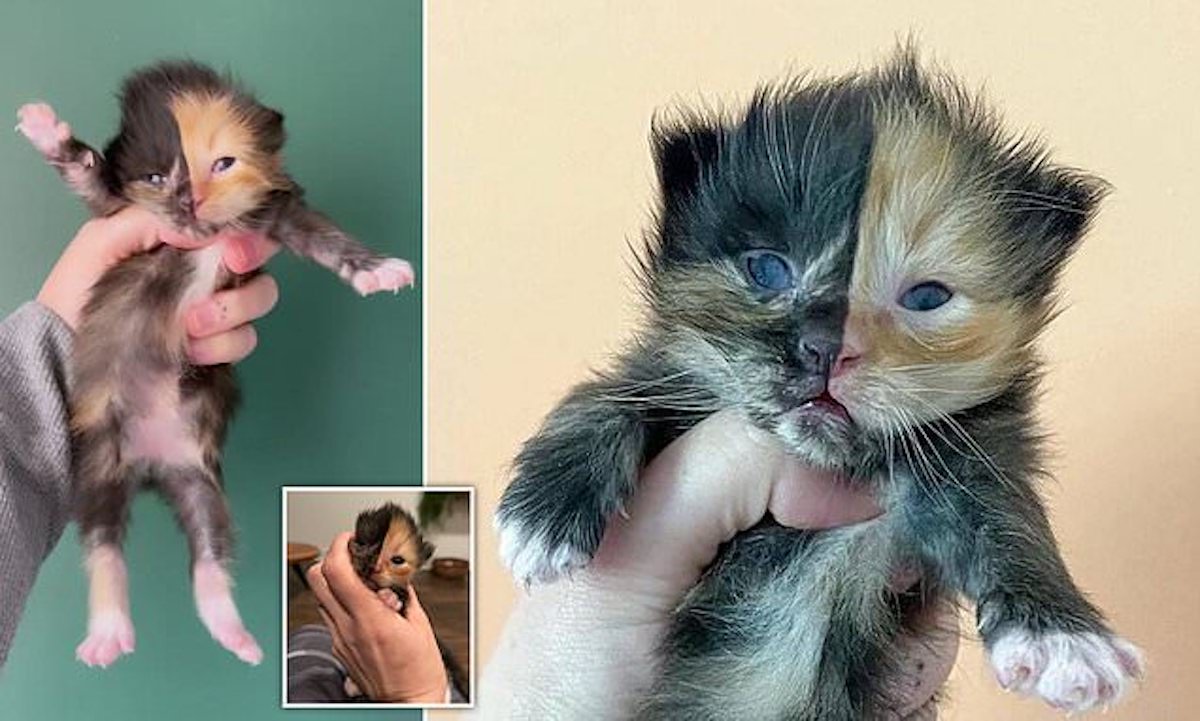 Promis A Une Mort Certaine Ce Chaton Orphelin Au Visage Bicolore A Eu Une Bonne Etoile Video