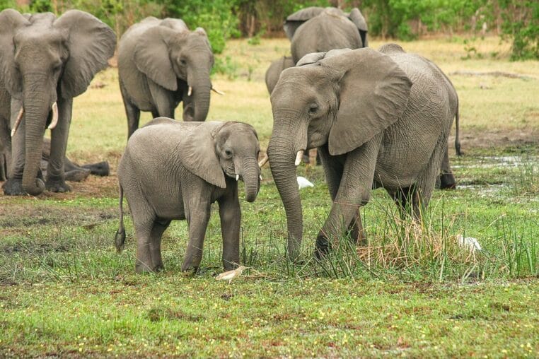 éléphants braconnier pietinné