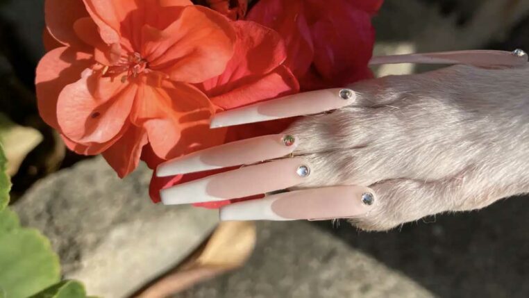 elle met des faux ongles à son chien