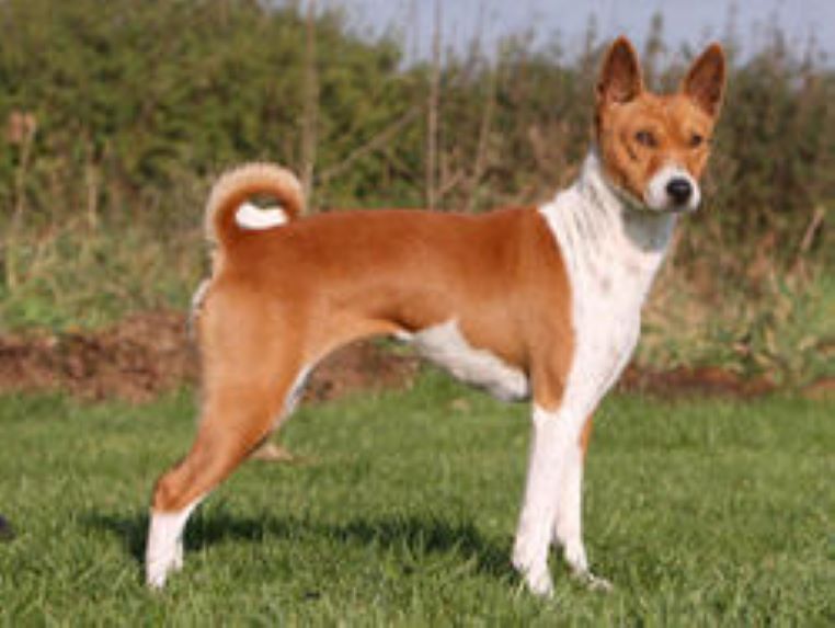 gallerie-chiens-basenji