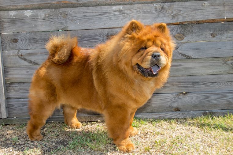 gallerie-chiens-chow-chow