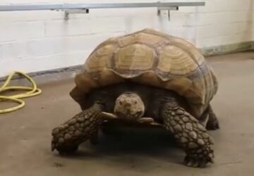 tortue