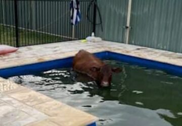 vache