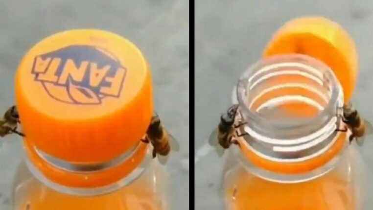 Insolite : deux abeilles travaillent en équipe pour ouvrir une bouteille (vidéo)