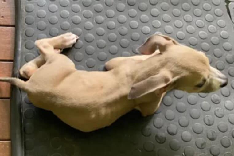 australie chiots regime vegetalien couple