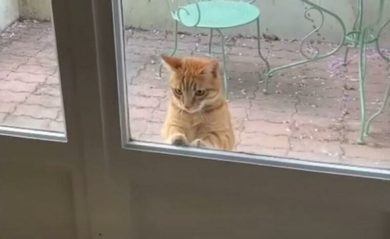 Ce chat adore ses nouveaux voisins