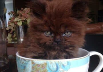 chaton