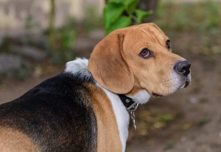 Ce chien sauve son maître lors d'un incendie dans leur maison