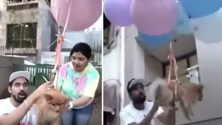 youtubeur attache chien ballons