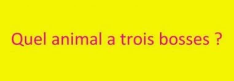 gallerie-blague-carambar-chameaux