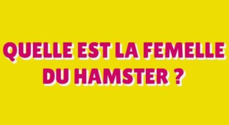 gallerie-blague-carambar-hamster