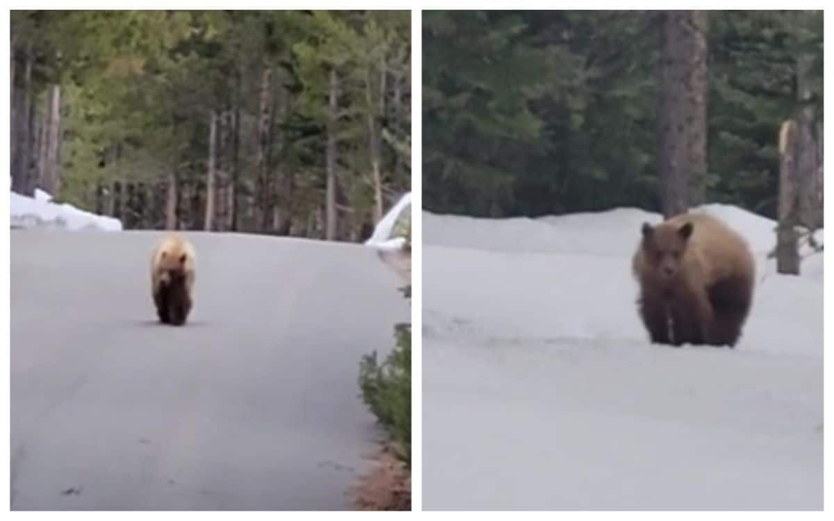 joggeur rencontre ours égaré recherche femme de ménage sherbrooke