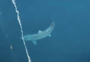 énorme requin confondu mégalodon