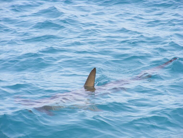 surfeur deces requin