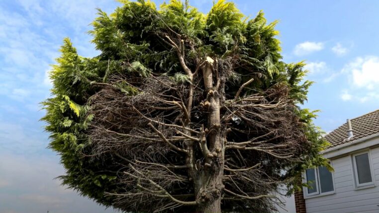 Arbre coupe en deux