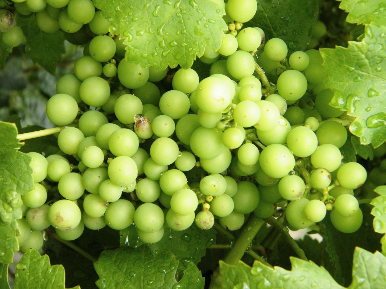 Quels sont les fruits les plus caloriques ? Vous pourriez être surpris