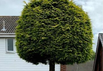 arbre