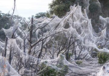 Australie : des inondations et des millions de toiles d'araignées