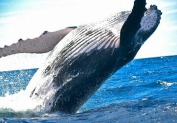 baleine