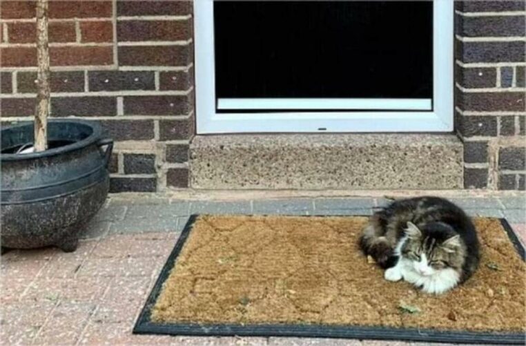 Ils font incinérer leur chat... qui revient vivant à la maison deux semaines plus tard