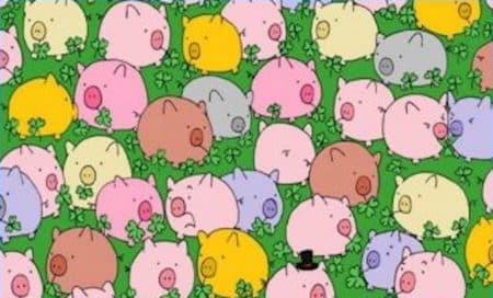 cochon
