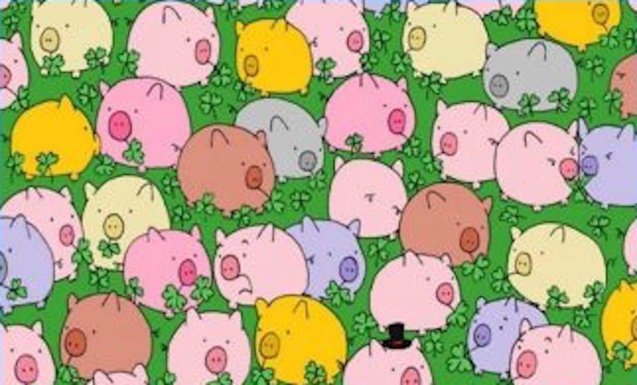cochon