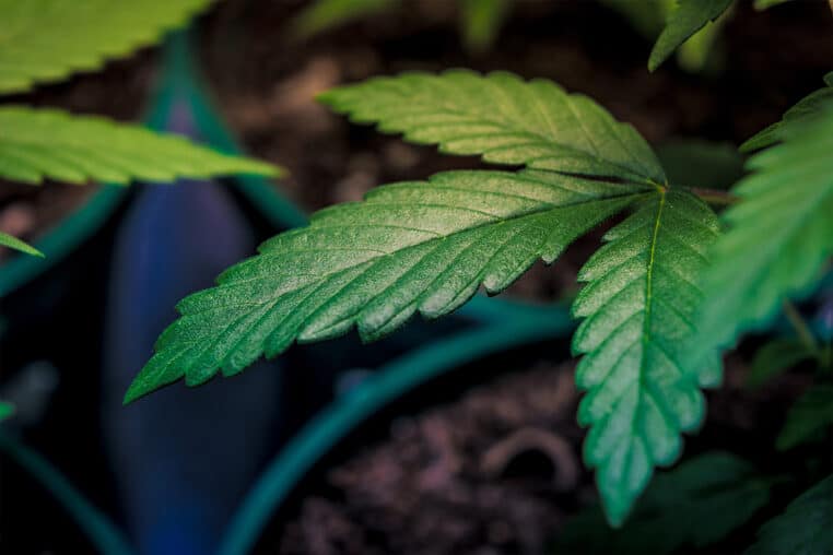plants cannabis auchan leclerc gendarmerie