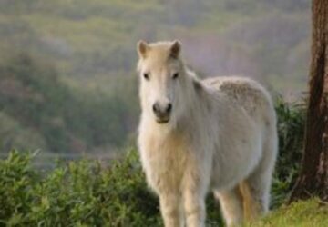 poney
