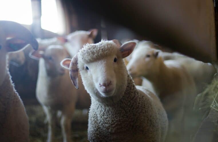 Aïd : 4 hommes arrêtés pour avoir égorgé des moutons