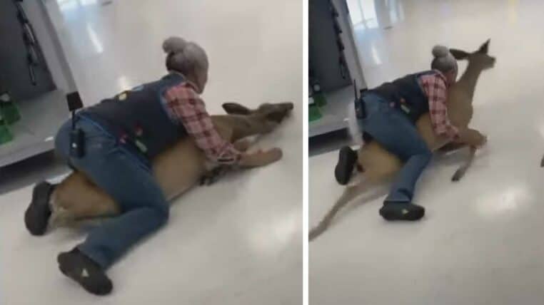 une employée d'un supermarché se bat contre une biche