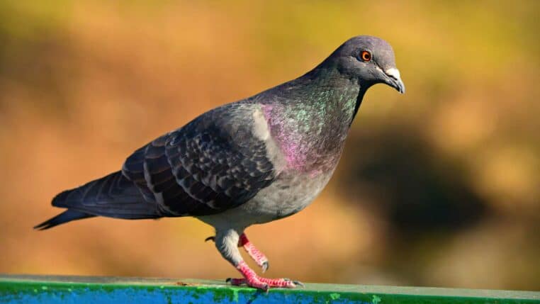 les oiseaux ne sont pas réels