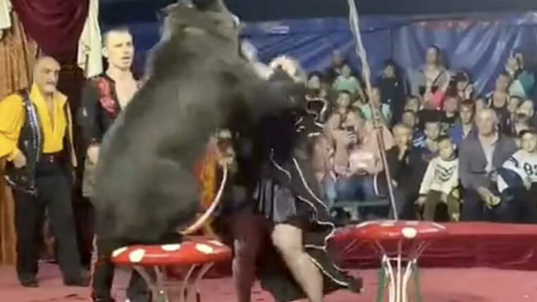 un ours dans un accoutrement ridicule attaque dans un cirque