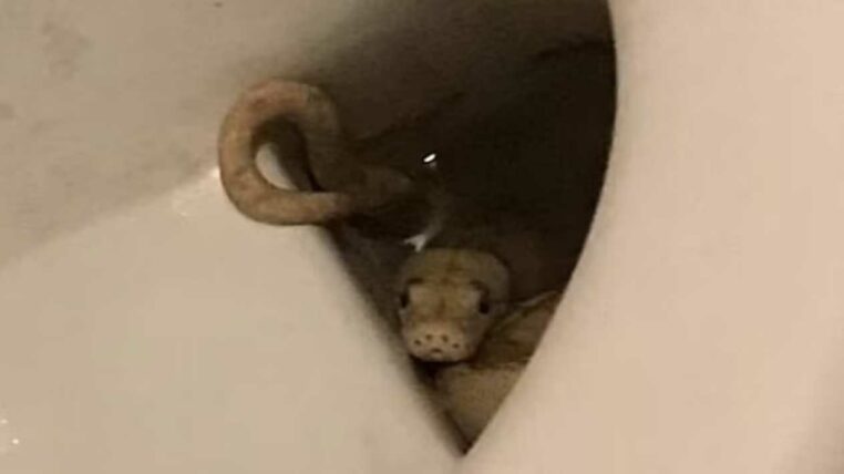 python mord homme dans les toilettes