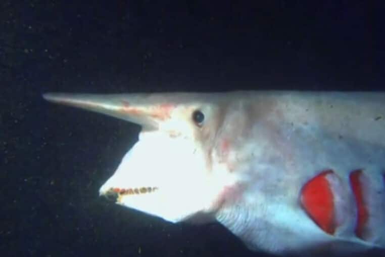 requin lutin machoires dents aiguisees