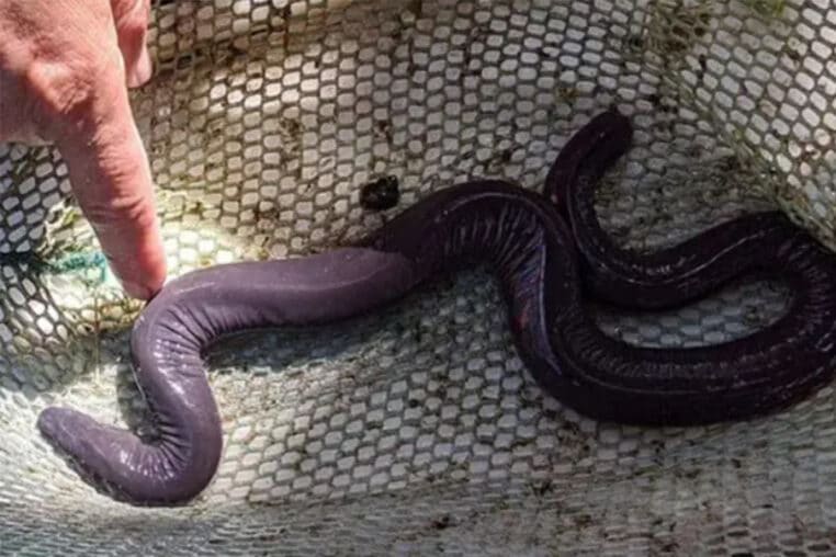 serpents penis floride amerique du sud