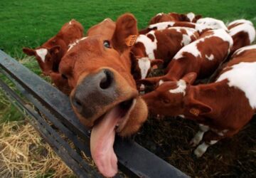 Vache folle