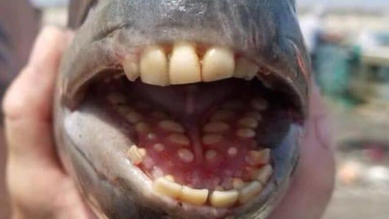 Un étrange poisson doté d'une dentition humaine péché en Caroline du Nord