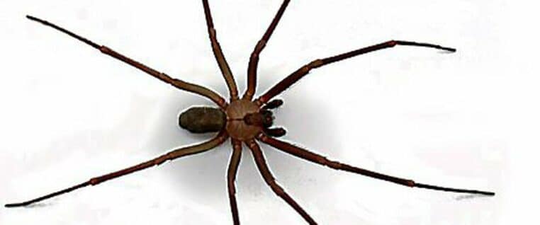 araignée recluse brune
