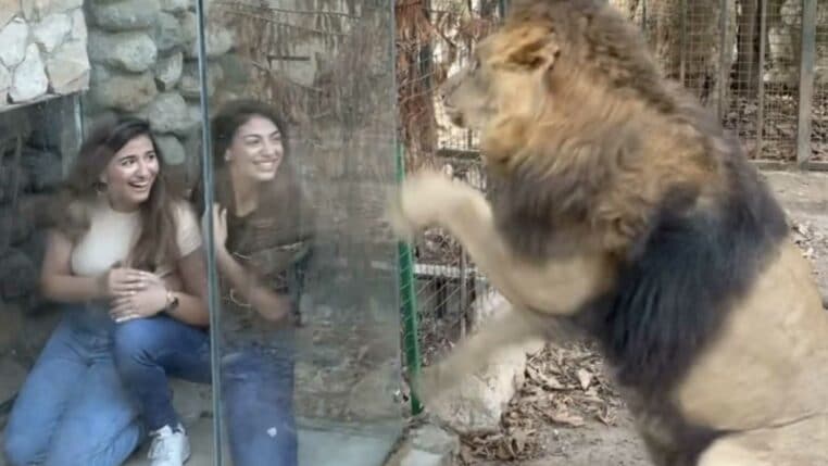 cage en verre dans un zoo enclos des lions polémique