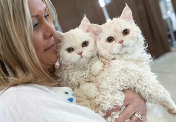 découvrez les selkirk rex les chats frisés comme des moutons