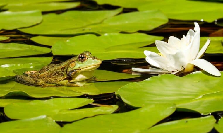 grenouille position sexuelle