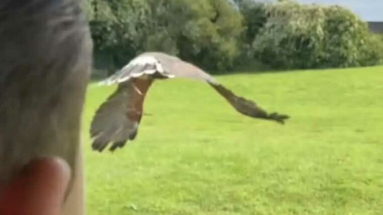 il lance son faucon pour qu'il attaque les oiseaux