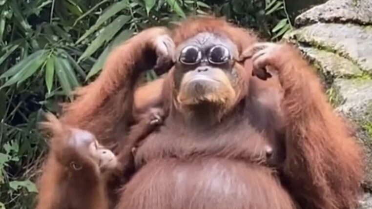 un orang-outan essaie des lunettes