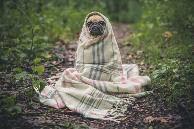 Elles volent un chien et le jette par la fenêtre