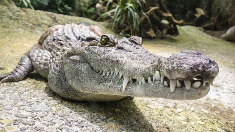 Blague du jour : Pourquoi les crocodiles sont en prison ?