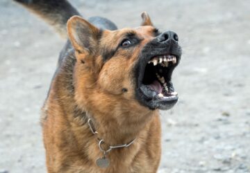 Mordue à la fesse par un chien, une strip-teaseuse réclame 5000 euros au propriétaire